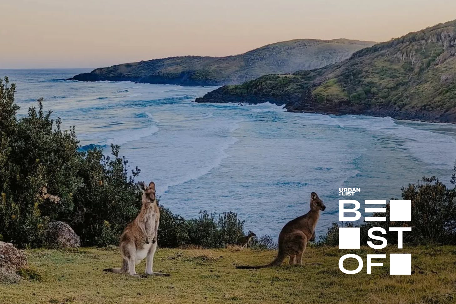 best free camping sites in NSW national parks photograph of two kangaroos in front of a cliff-side ocean view